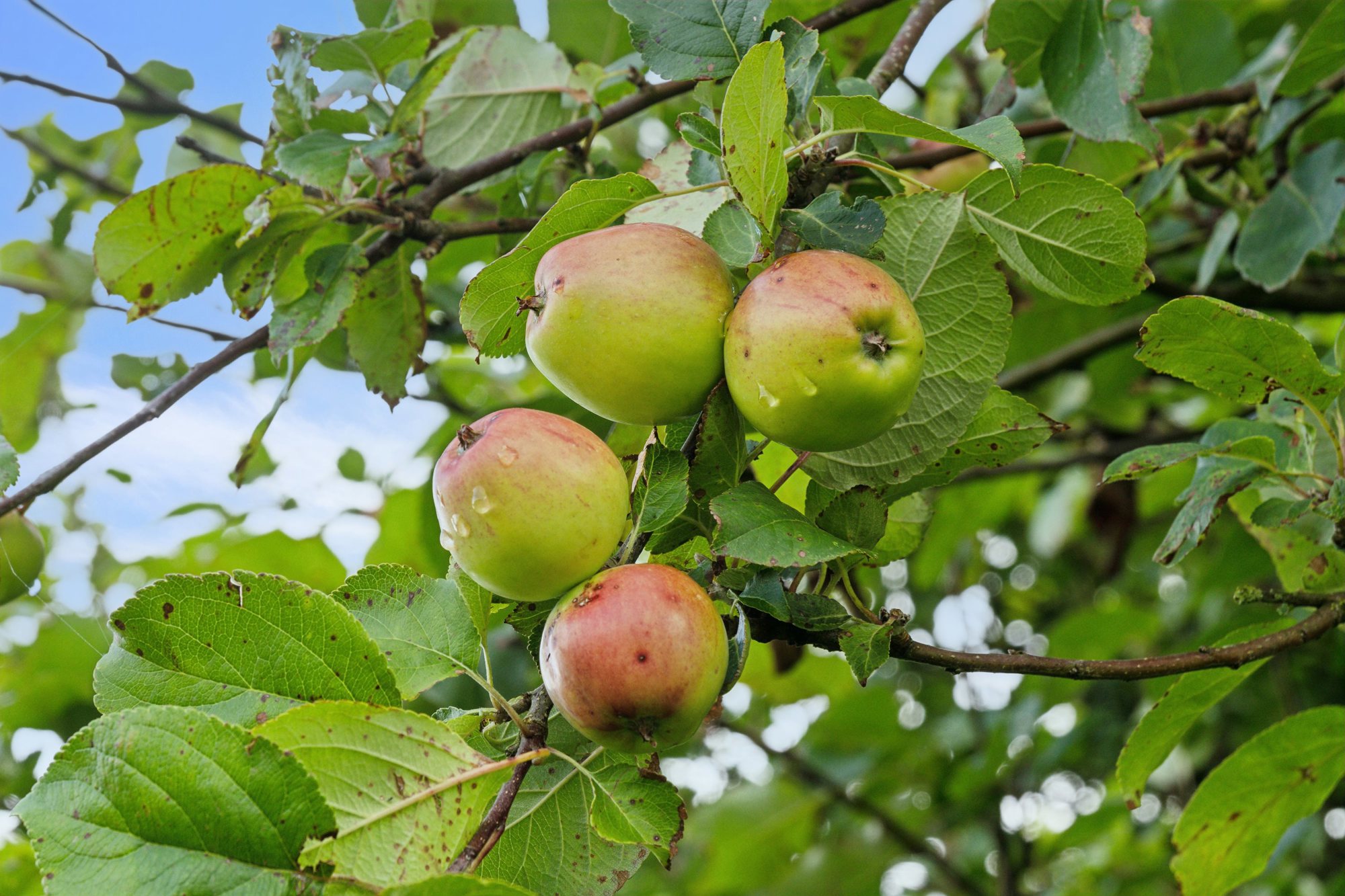Frifeltvej 6, 6780 Skærbæk